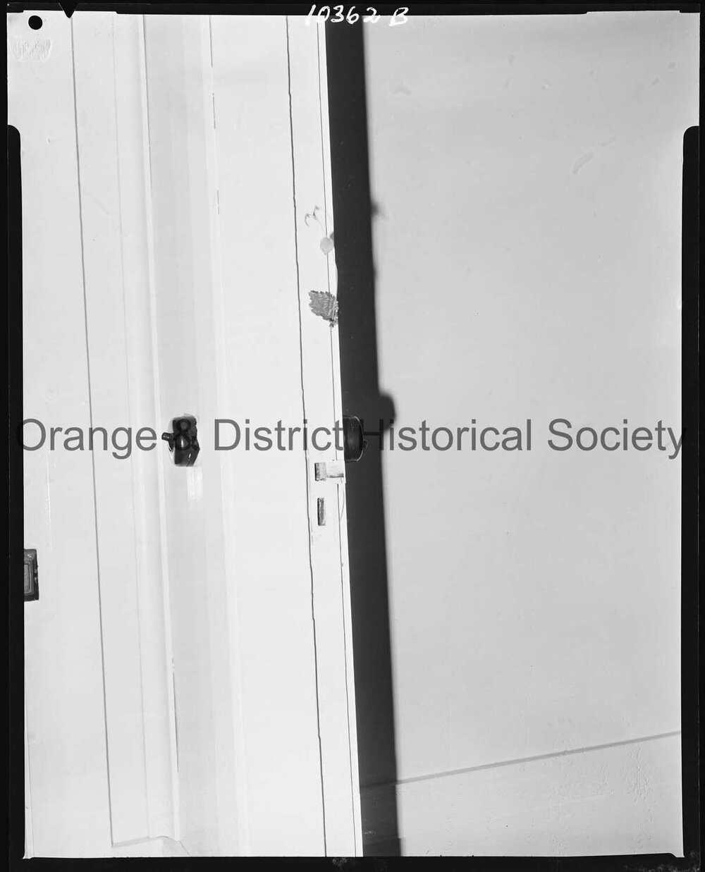 Tree sprouting through wall of house