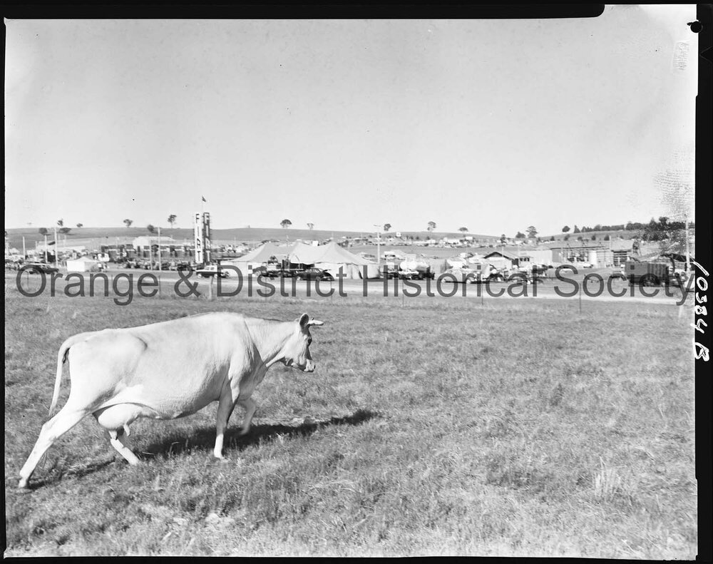 Jersey cow at Orange Field Days