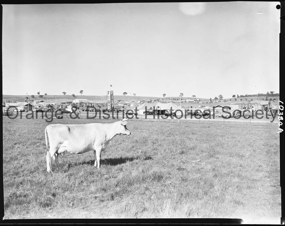 Jersey cow at Orange Field Days