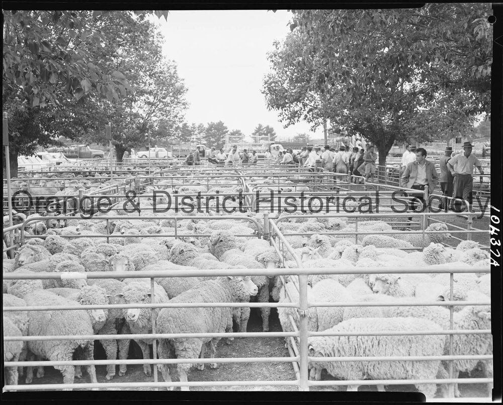 Orange Saleyards