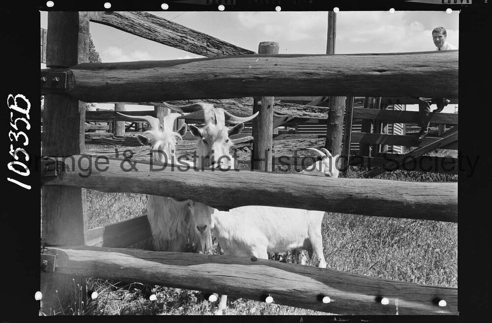 Goats impounded at the Orange Saleyards