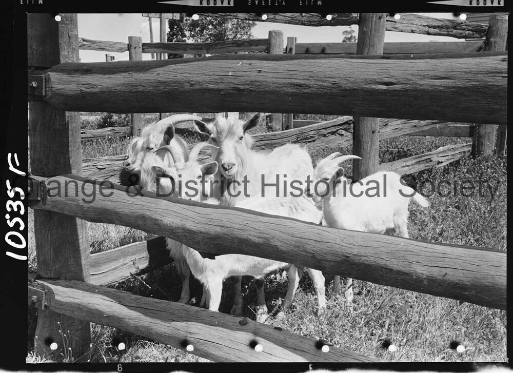 Goats impounded at the Orange Saleyards