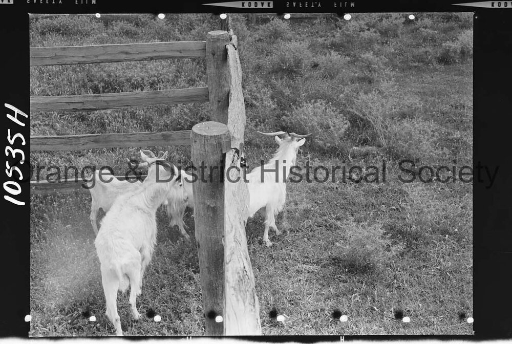 Goats impounded at the Orange Saleyards
