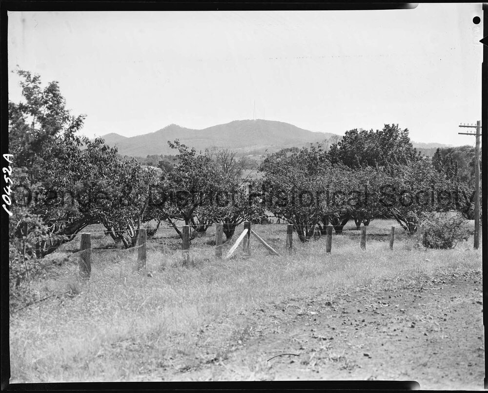 Orchard, Mount Canobolas