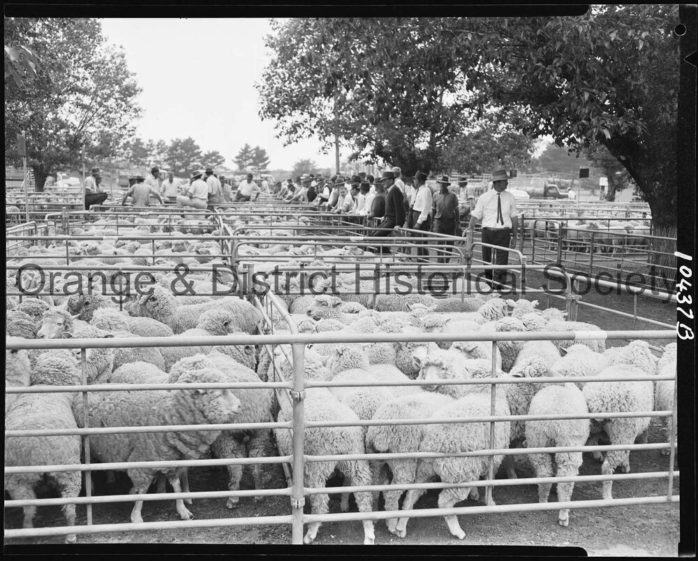 Orange Saleyards
