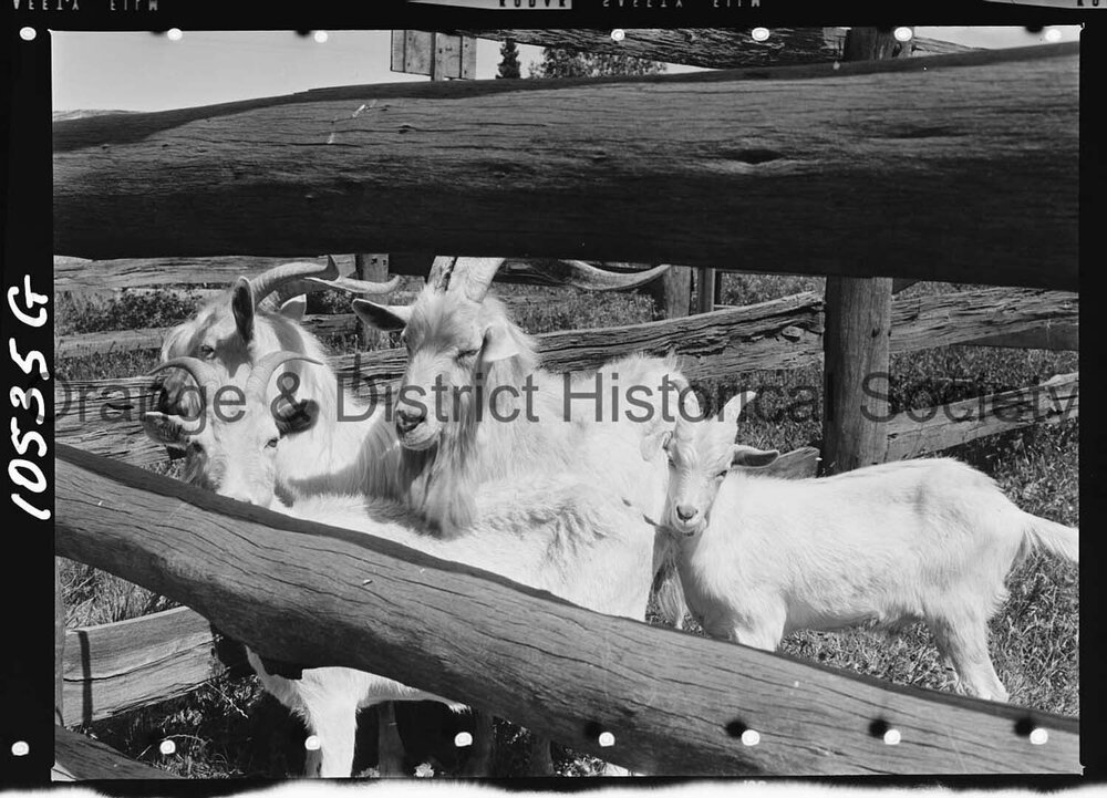Goats impounded at the Orange Saleyards