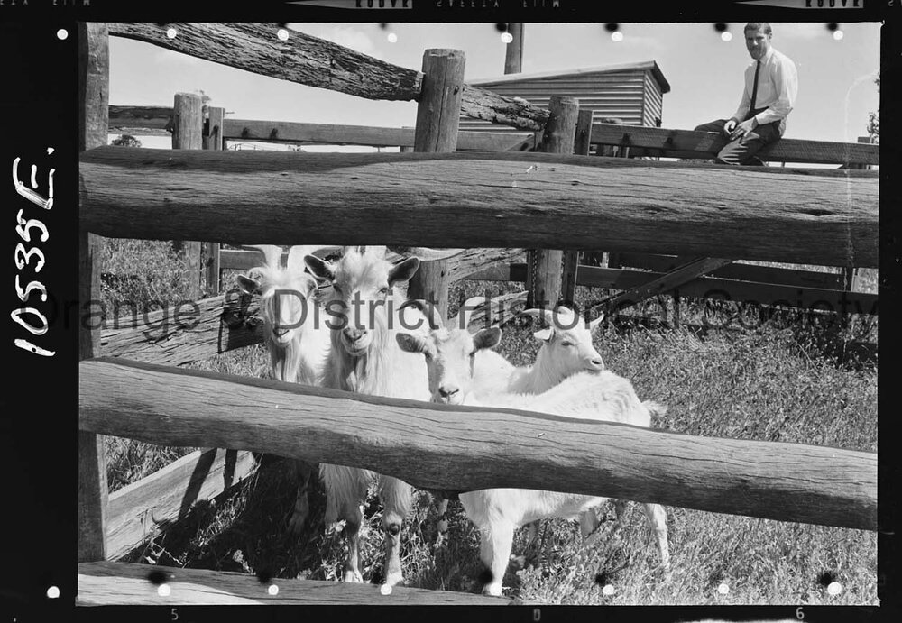 Goats impounded at the Orange Saleyards