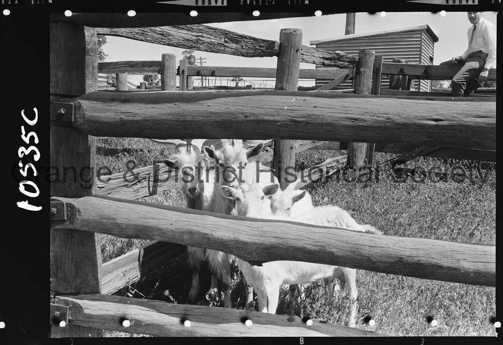 Goats impounded at the Orange Saleyards