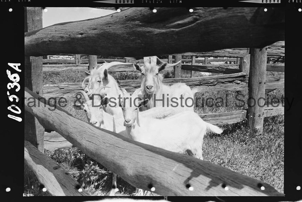 Goats impounded at the Orange Saleyards