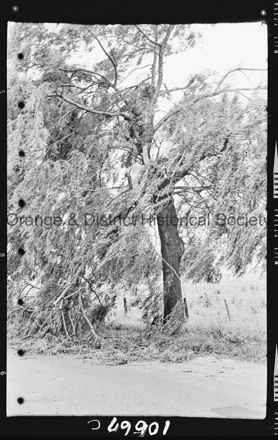 Storm debris