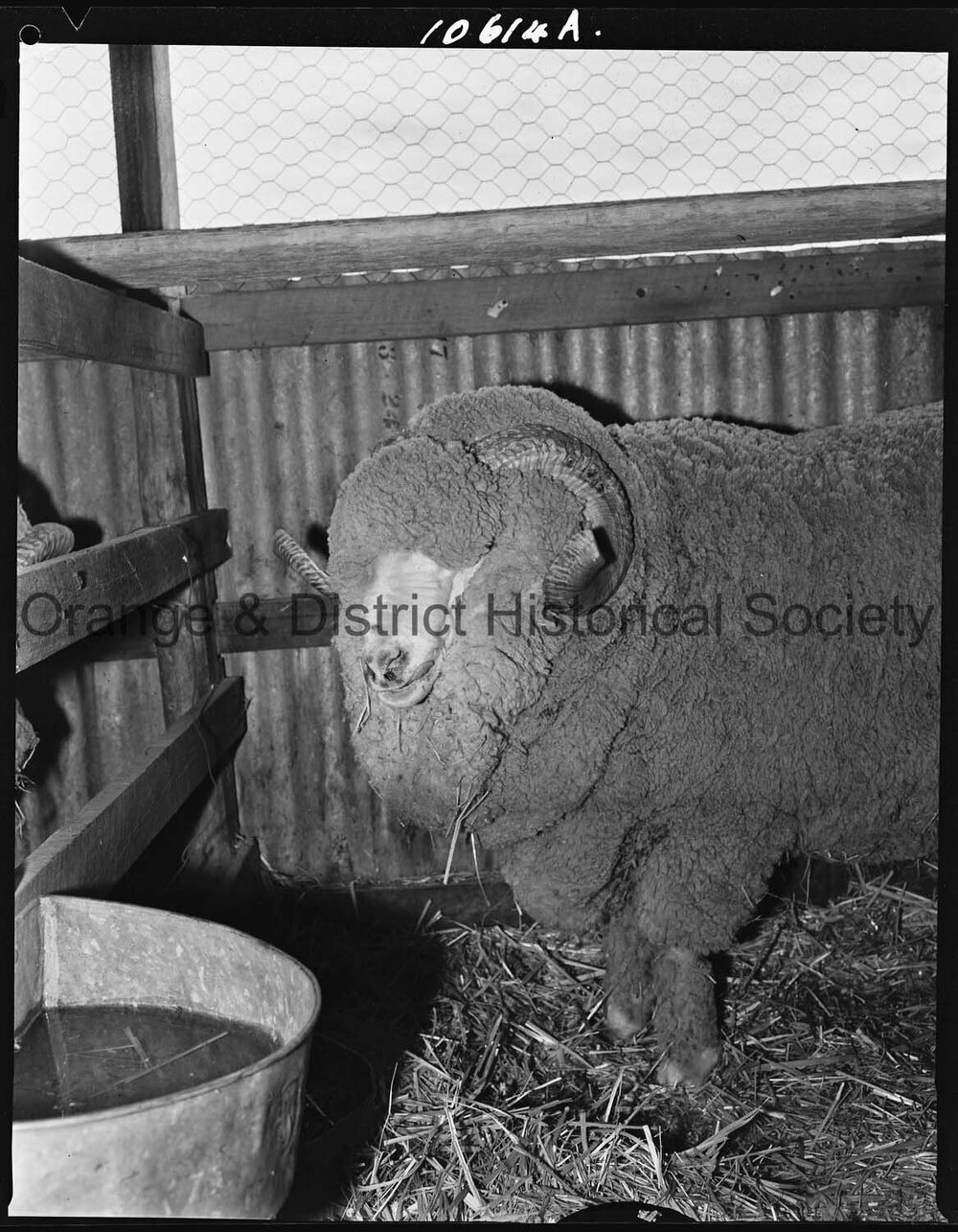 Stock Merino ram