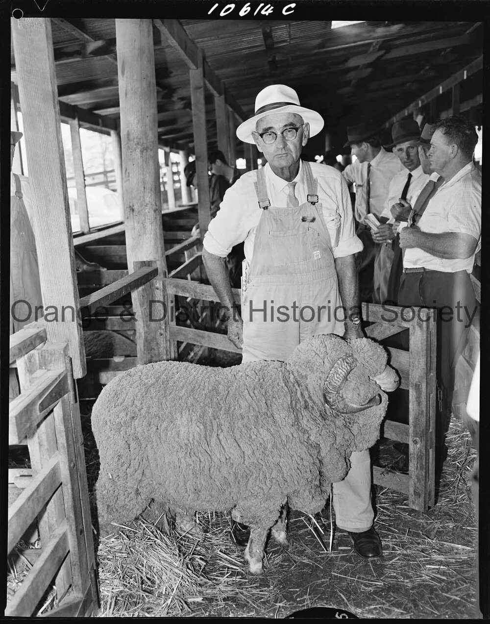 Stock Merino ram