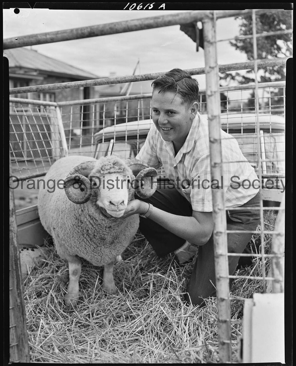 Dorset Horn stud ram