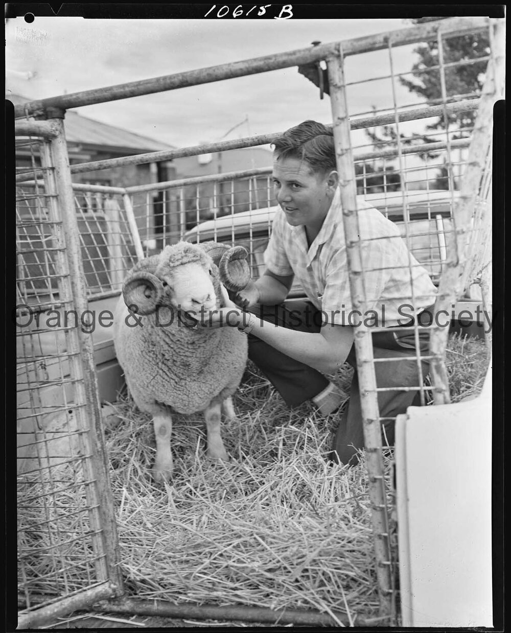 Dorset Horn stud ram