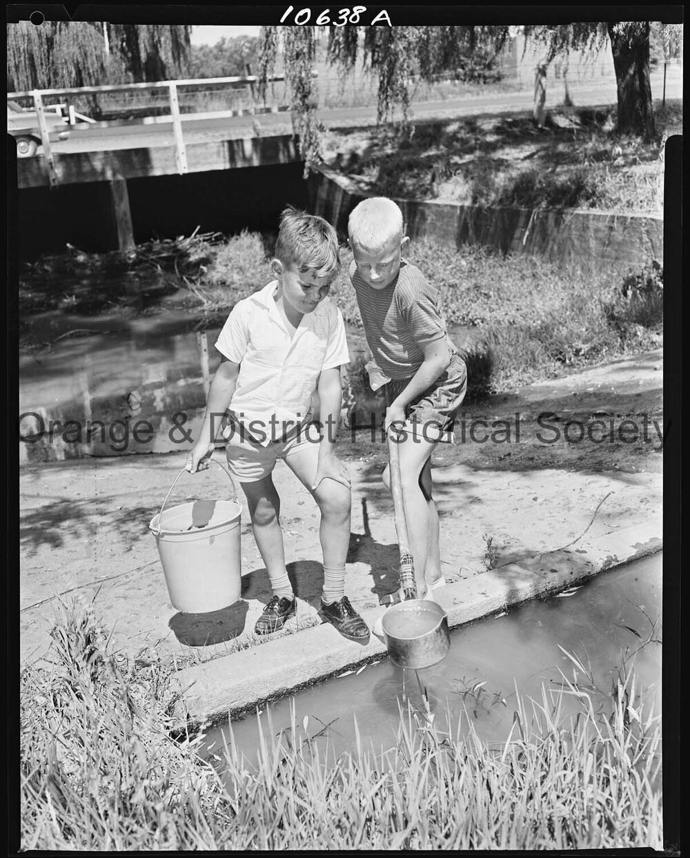 Tadpole collecting