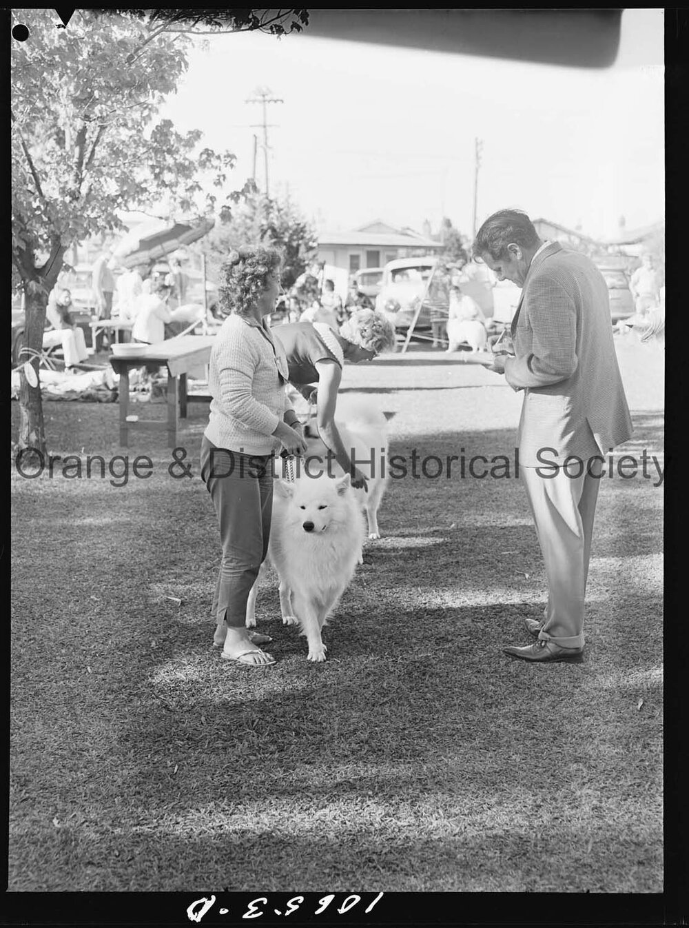 Kennel Club dog show