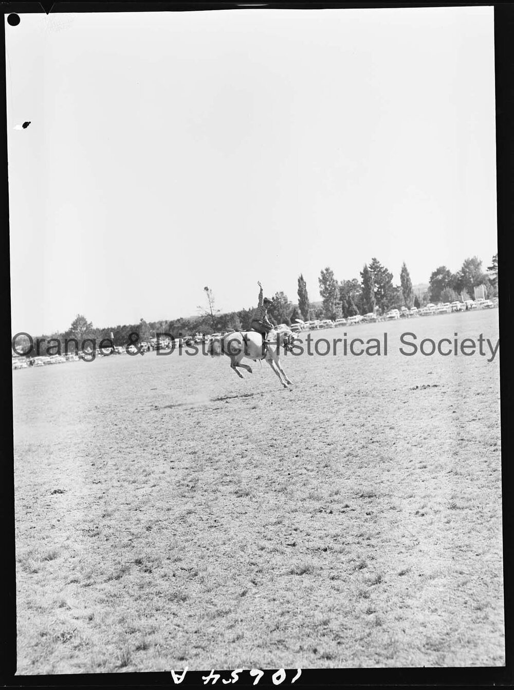 Bushman's Carnival