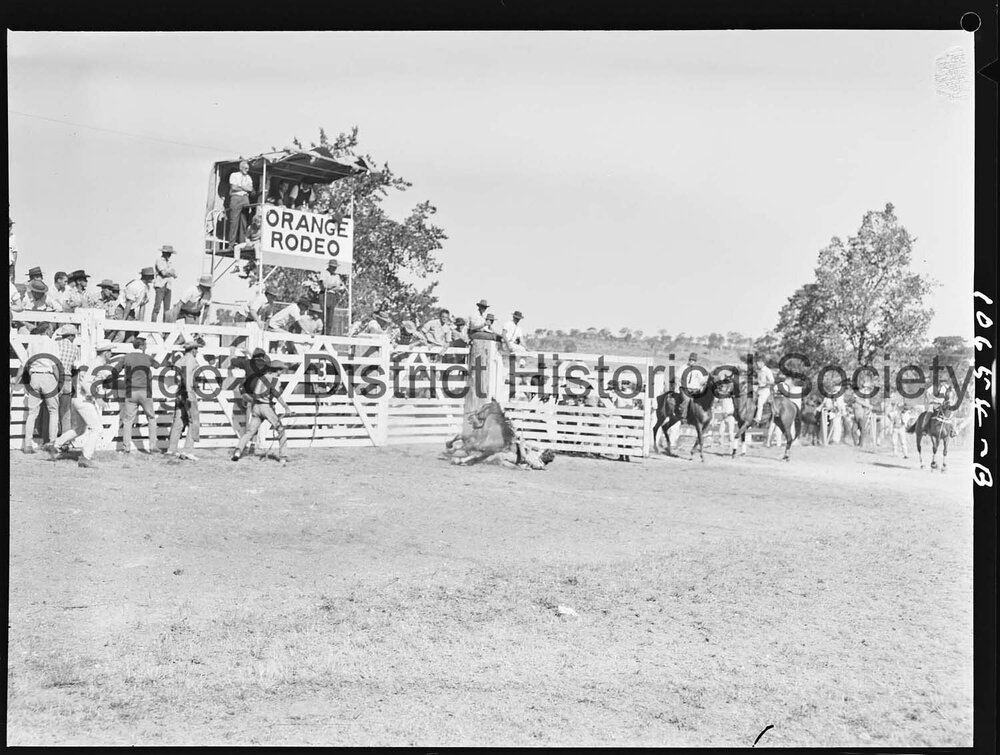 Bushman's Carnival