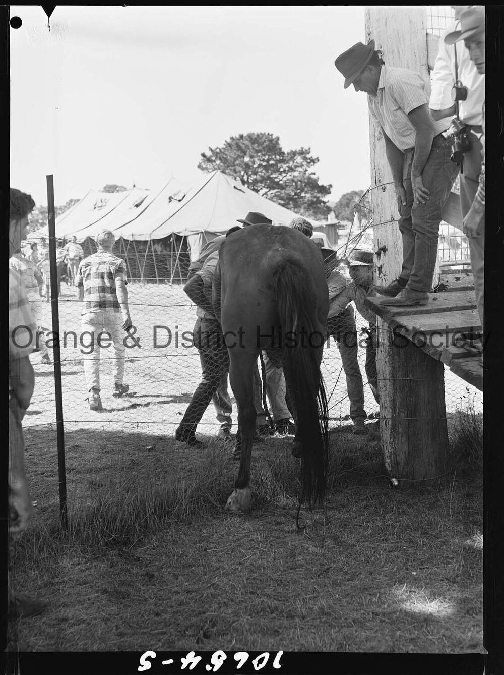 Bushman's Carnival