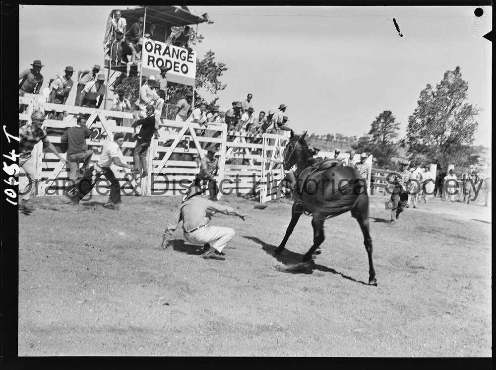 Bushman's Carnival