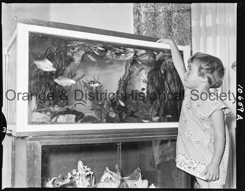 Tropical fish aquarium
