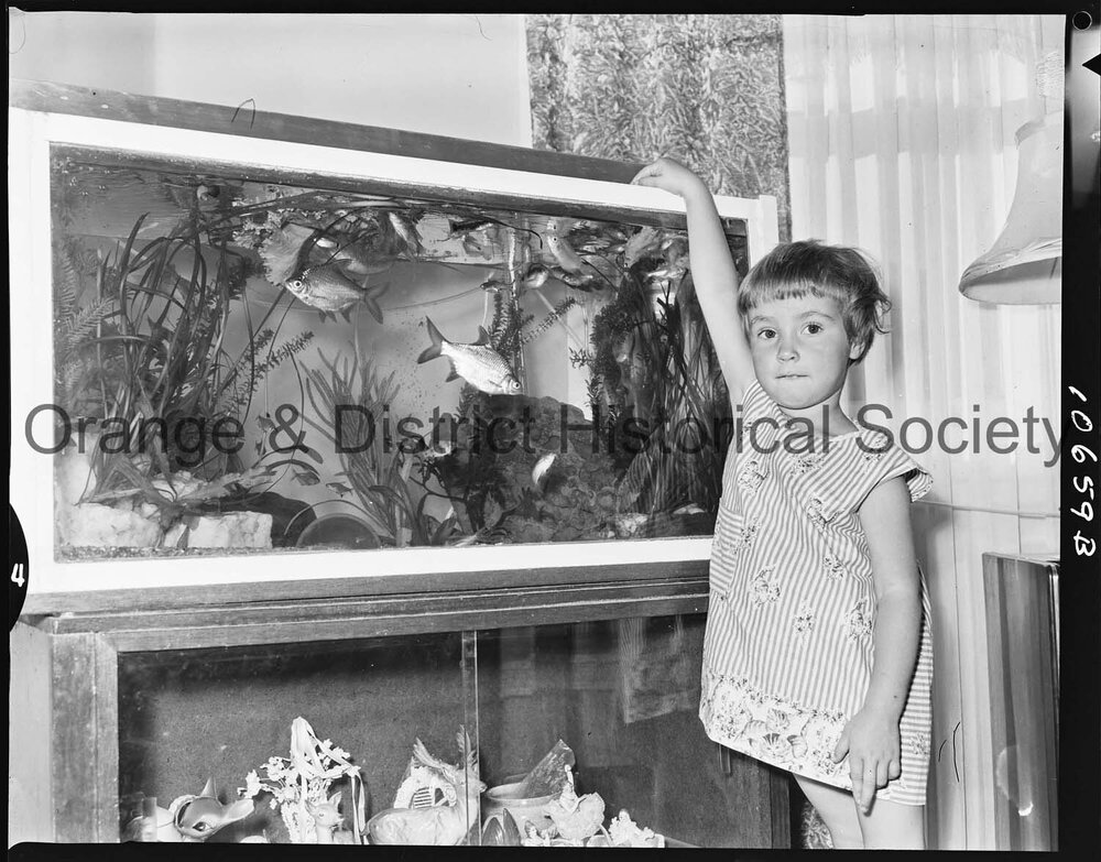 Tropical fish aquarium