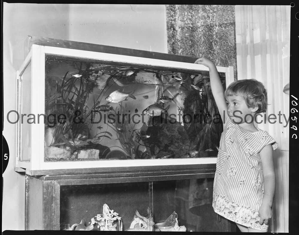 Tropical fish aquarium