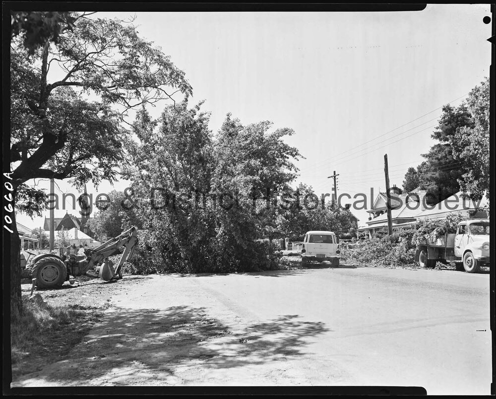Felled elm tree