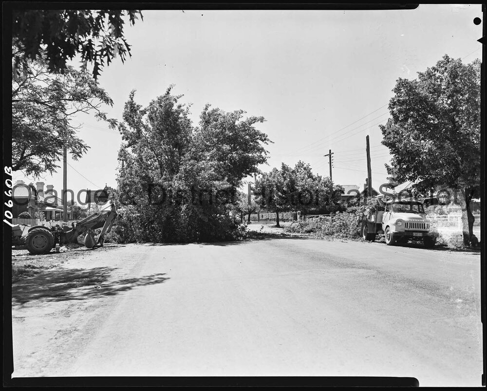 Felled elm tree