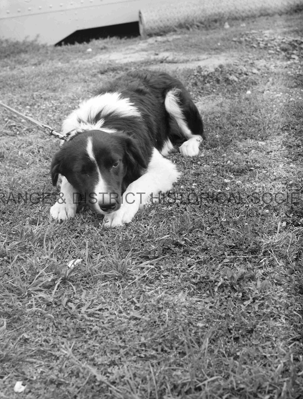 RSPCA dogs' home