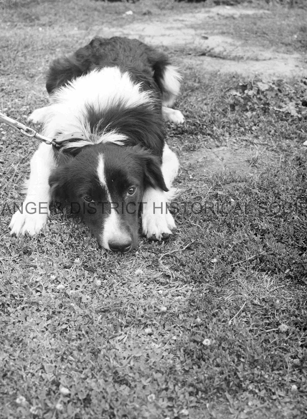 RSPCA dogs' home