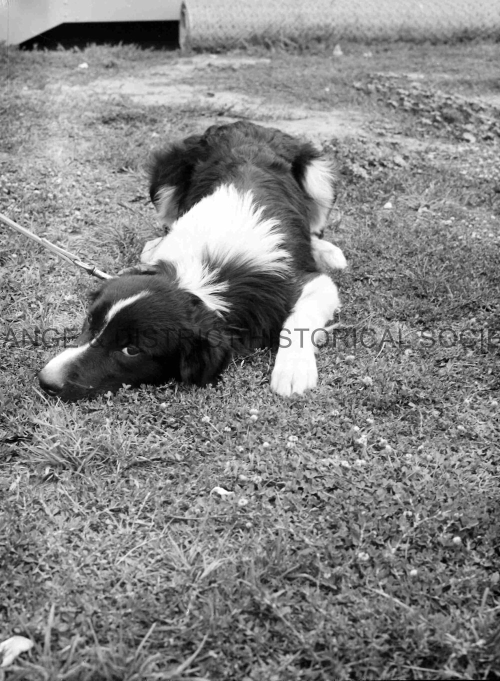 RSPCA dogs' home