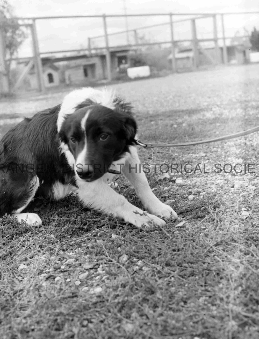 RSPCA dogs' home