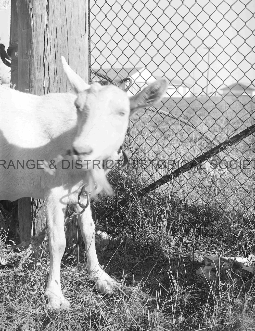Pet goat