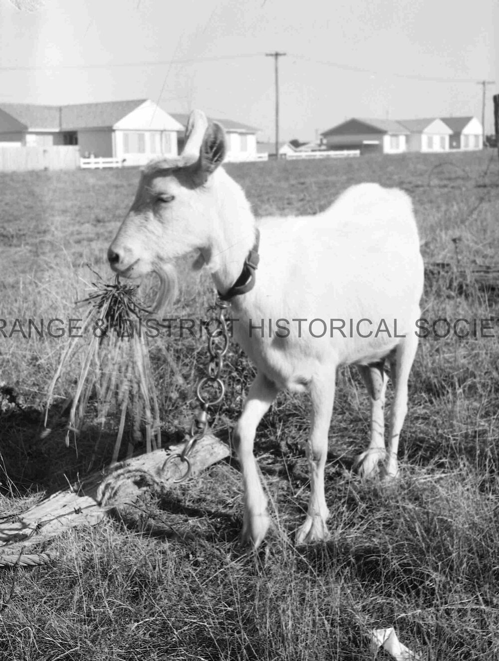 Pet goat