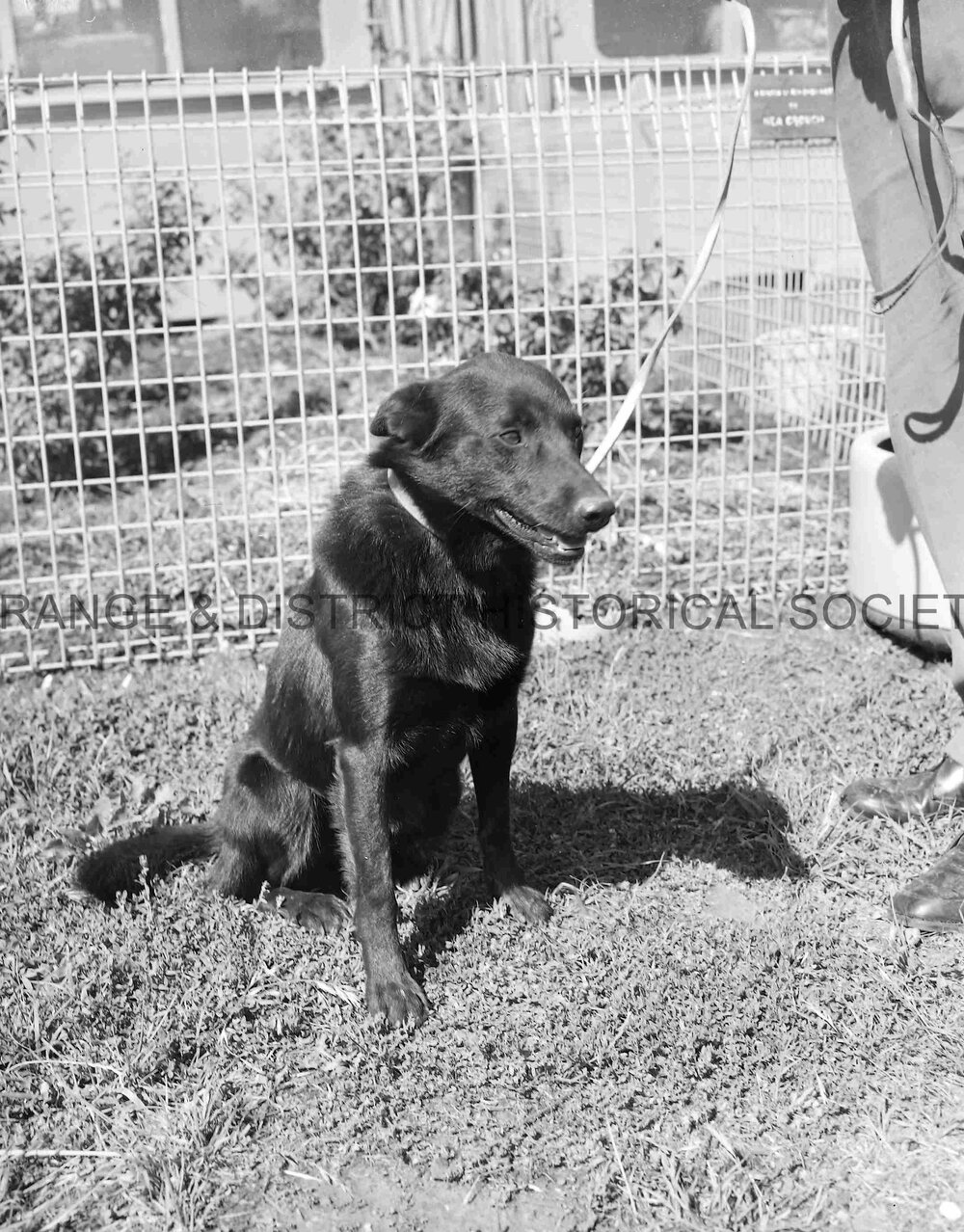 RSPCA dogs' home