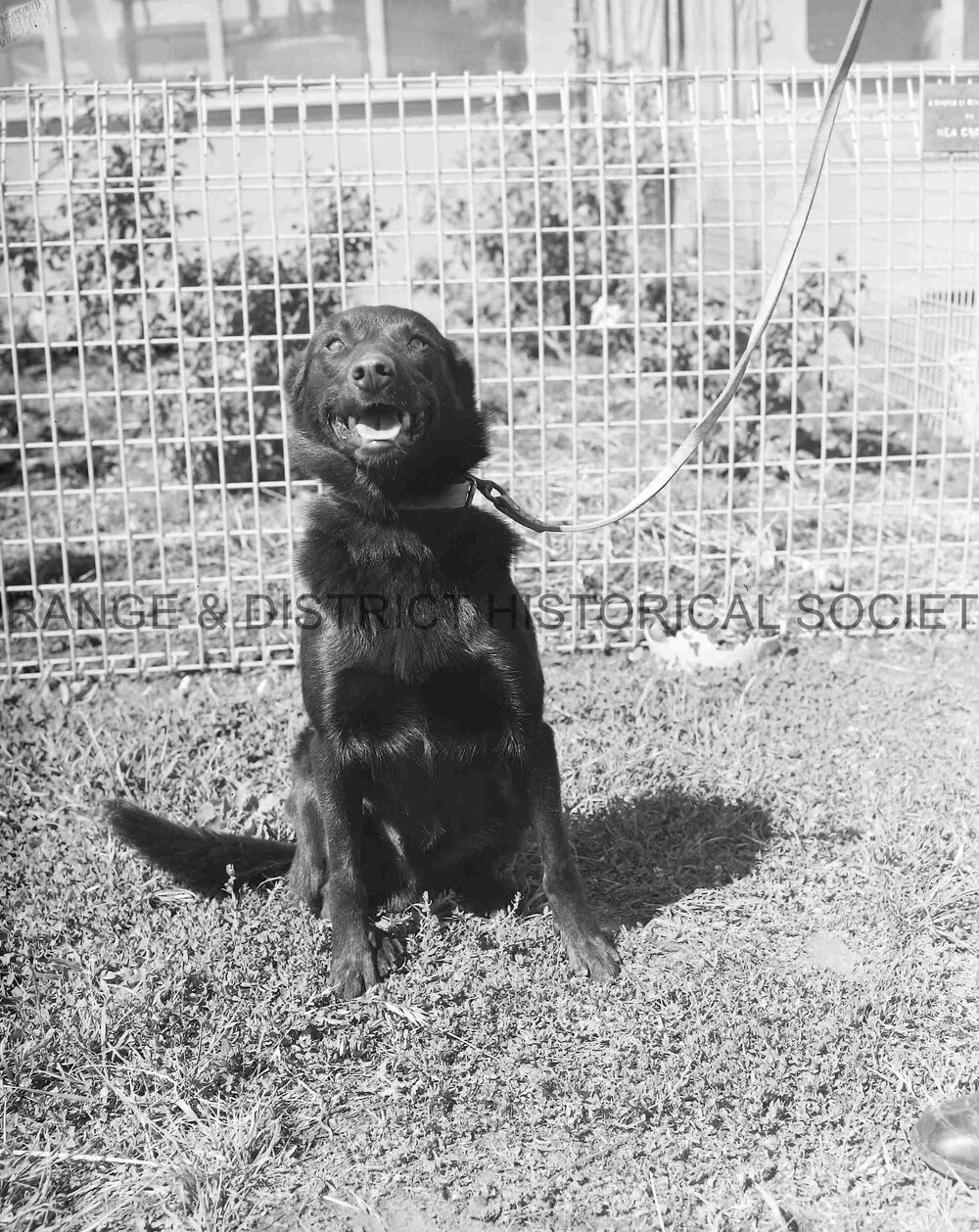 RSPCA dogs' home