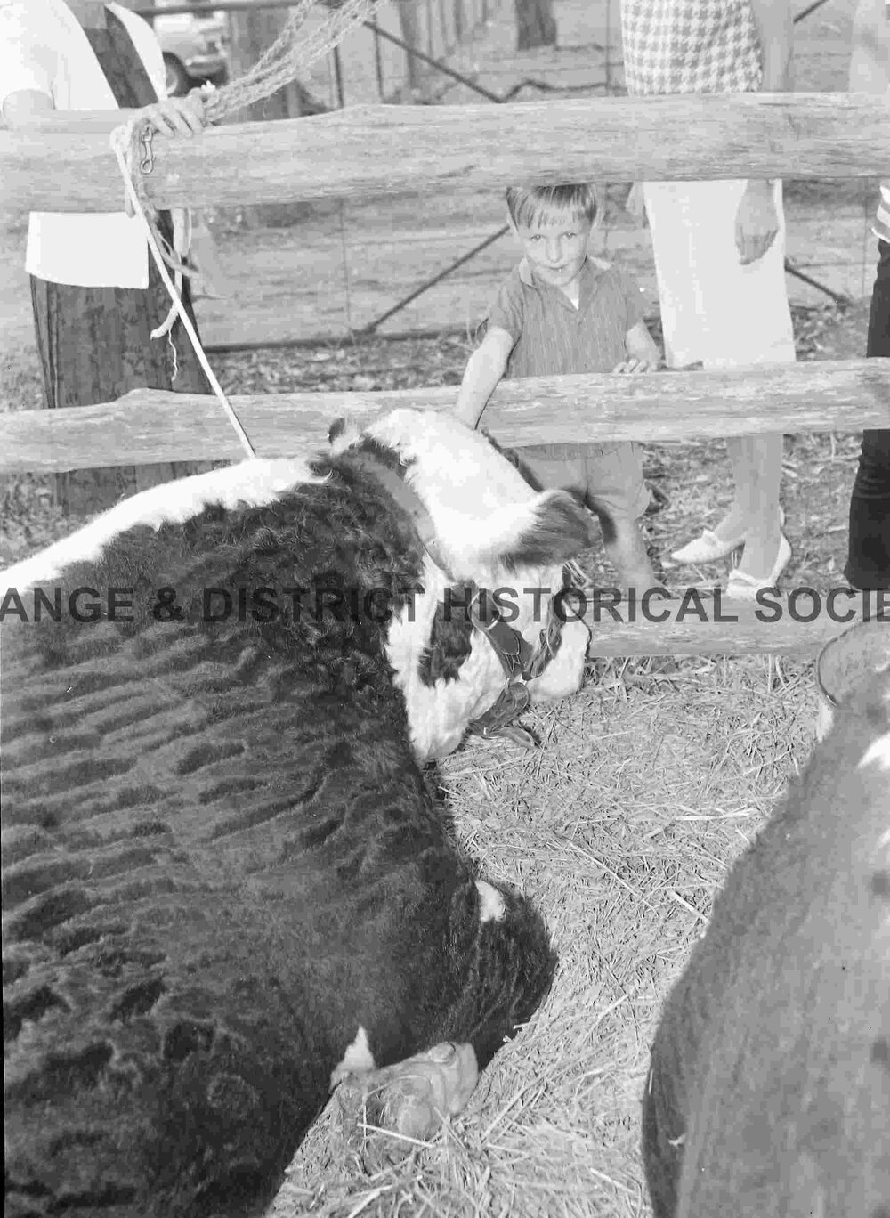 Cumnock Show