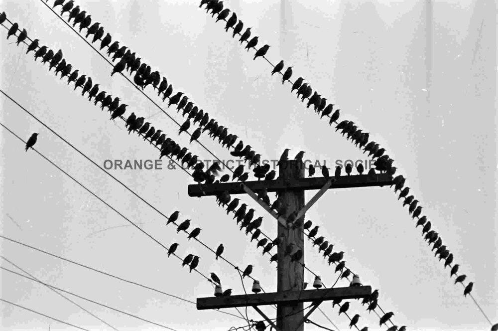 Starlings proving a pest