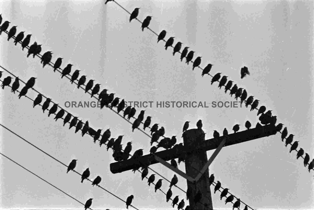 Starlings proving a pest