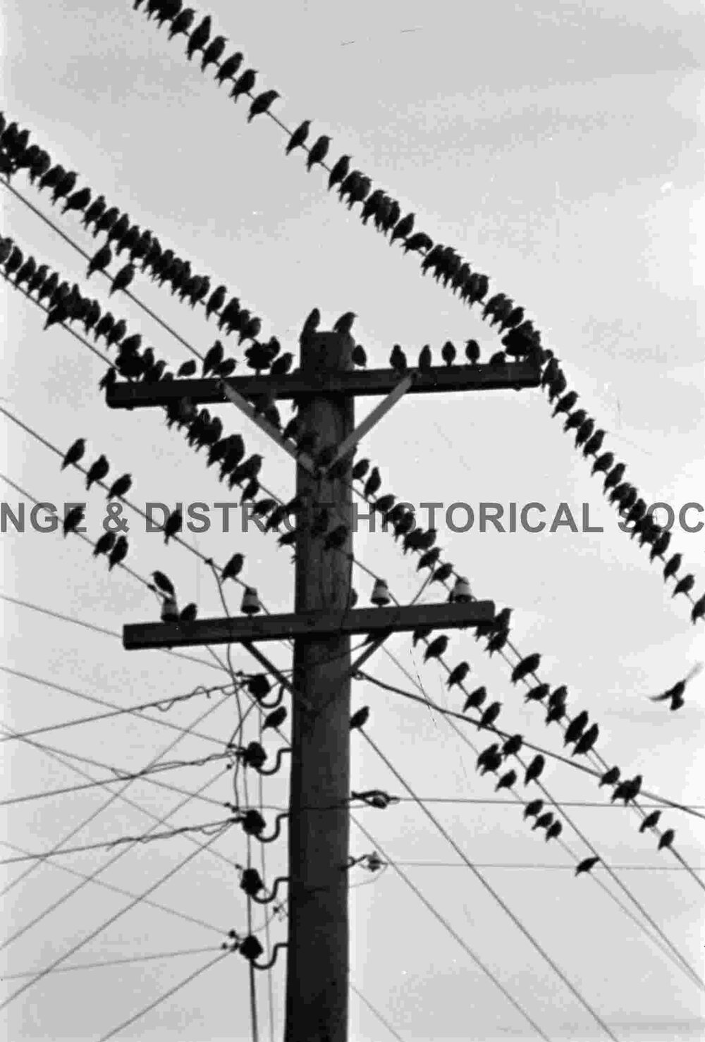 Starlings proving a pest