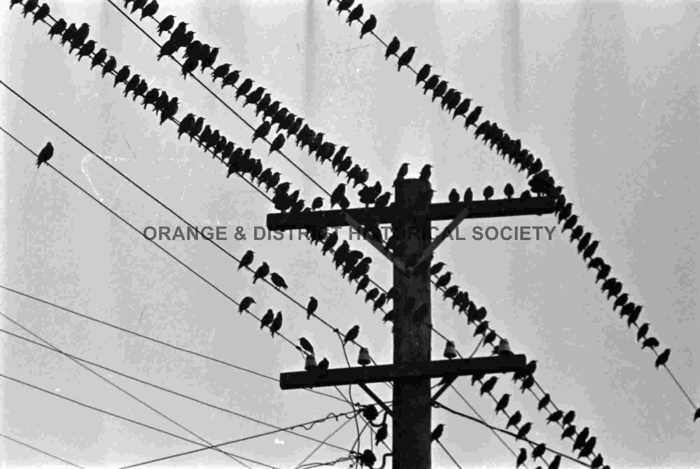 Starlings proving a pest