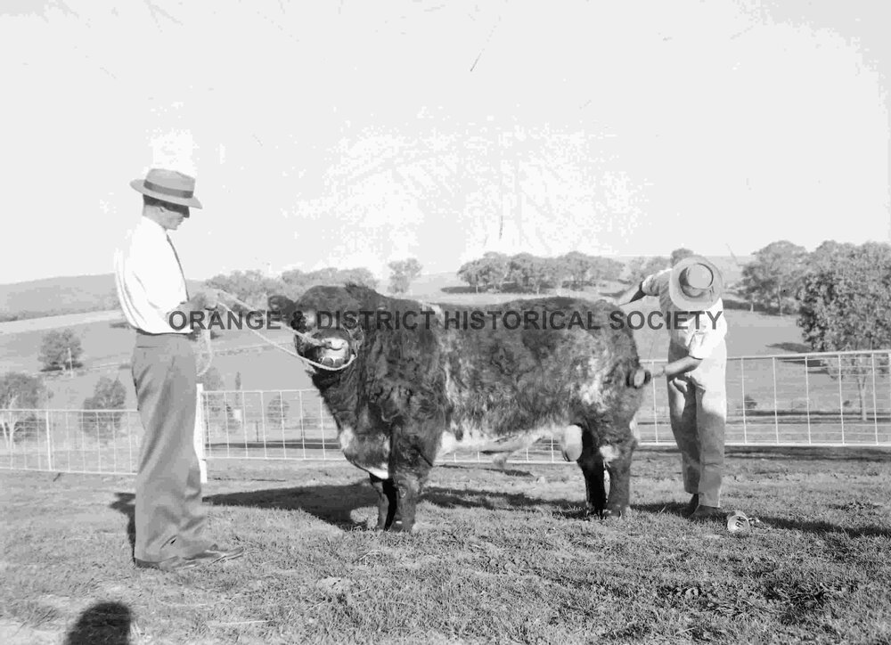 Prize bull
