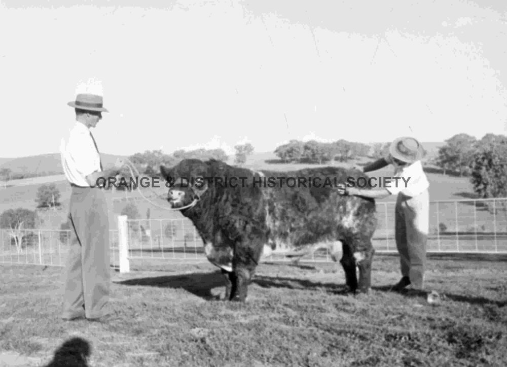 Prize bull