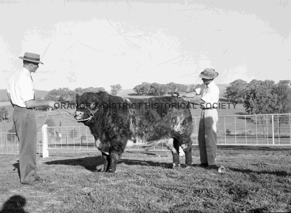 Prize bull