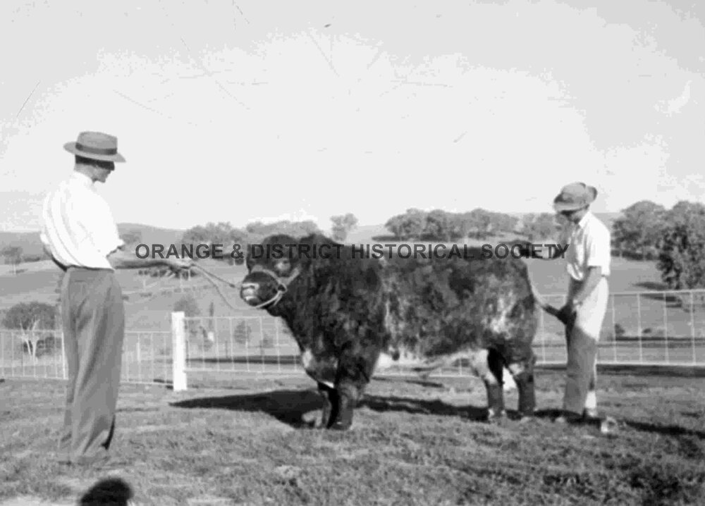 Prize bull