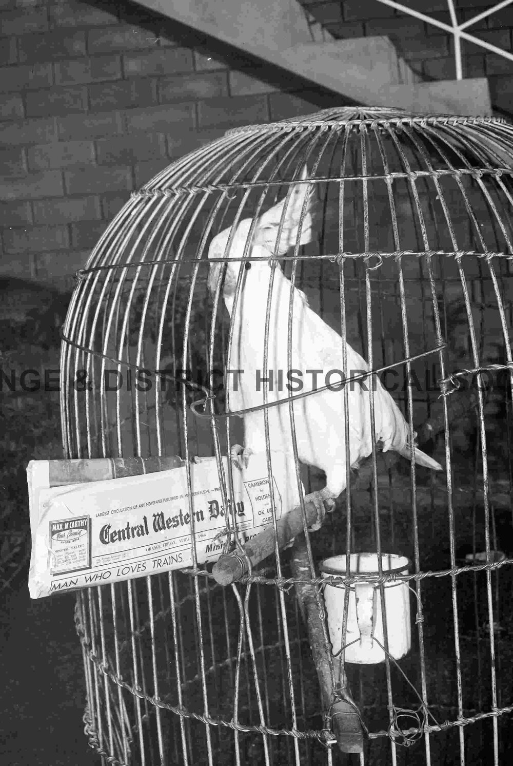 Pet cockatoo