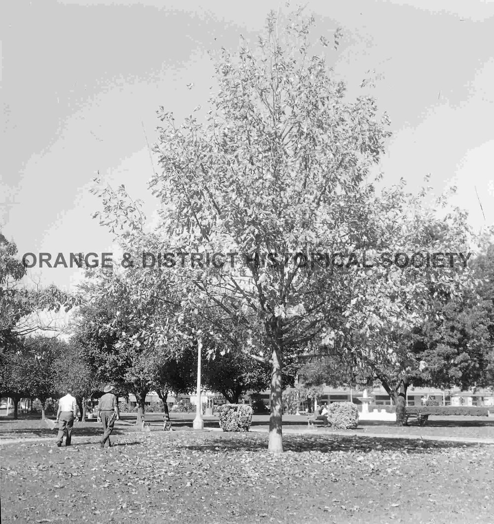 Oak tree