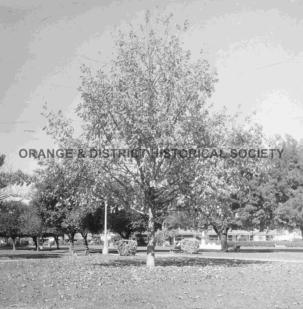 Oak tree