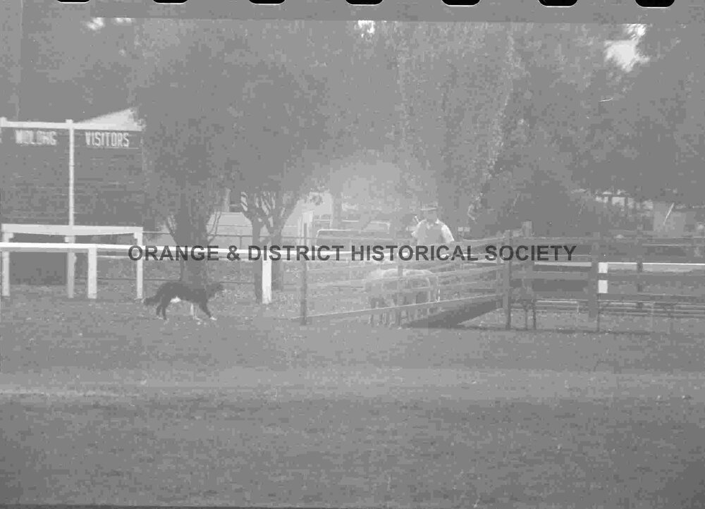 Molong sheep dog trials